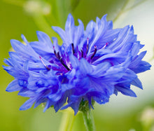 Cornflower Blue Dwarf Bulk Seeds - Centaurea Cyanus