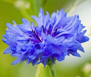 Cornflower Blue Dwarf Seeds - Centaurea Cyanus