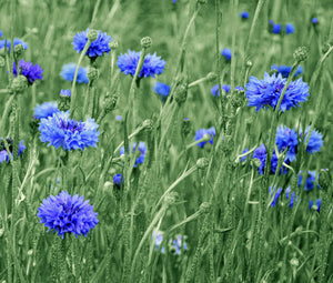 Cornflower Blue Dwarf Seeds - Centaurea Cyanus 2