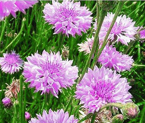 Cornflower Mauve Seeds - Centaurea Cyanus