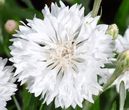 Cornflower White Dwarf Bulk Seeds - Centaurea Cyanus