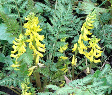 Corydalis Ferny Seeds - Corydalis Cheilanthifolia