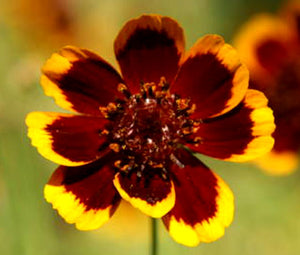 Cosmidium Brunette Bulk Seeds - Cosmidium Burridgeanum