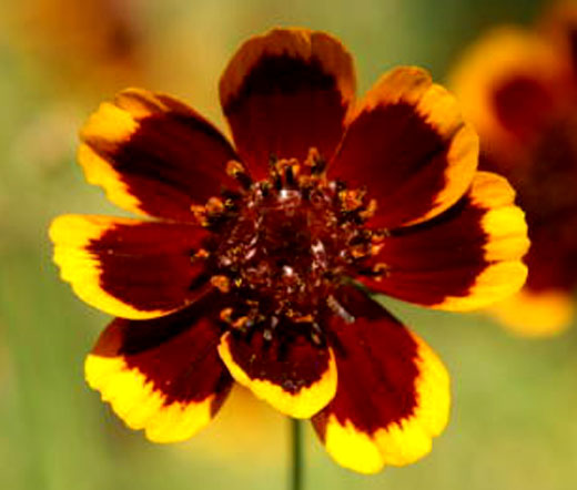 Cosmidium Brunette Bulk Seeds - Cosmidium Burridgeanum