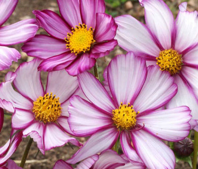 Cosmos Candy Stripe Bulk Seeds - Cosmos Bipinnatus