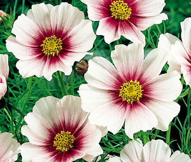 Cosmos Daydream Bulk Seeds - Cosmos Bipinnatus