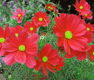 Cosmos Dazzler Bulk Seeds - Cosmos Bipinnatus