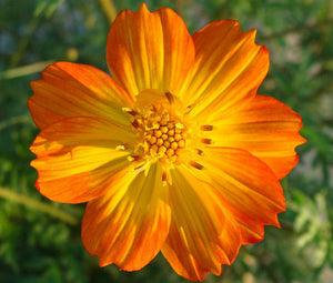 Cosmos Sulphur Orange Bulk Seeds - Cosmos Sulphureus