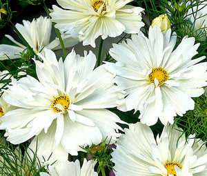 Cosmos Psyche White Seeds - Cosmos Bipinnatus