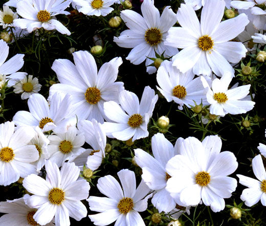 bulk cosmos flower seeds Cosmos Purity Bulk Seeds