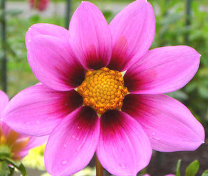 Cosmos Sonata Pink Blush Dwarf Seeds - Cosmos Bipinnatus