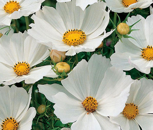 bulk cosmos flower seeds Cosmos Sonata White Dwarf Bulk Seeds
