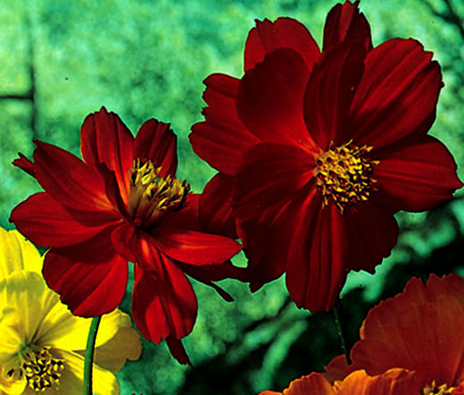 bulk cosmos flower seeds Cosmos Sulphur Ladybird Red Dwarf Bulk Seeds
