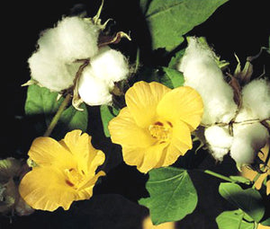Cotton Levant Non GMO Bulk Seeds - Gossypium Herbaceum