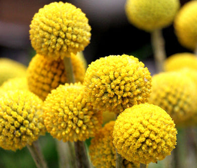 Craspedia Billy Buttons Bulk Seeds - Craspedia Globosa