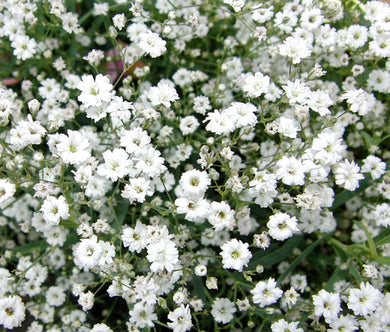 Creeping Baby's Breath Bulk Seeds - Gypsophila Repens