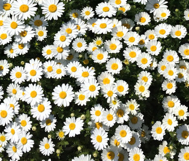 Creeping Daisy Bulk Seeds - Chrysanthemum Paludosum