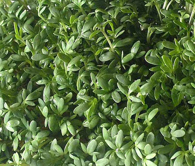 Cress Curled Peppergrass Non GMO Bulk Seeds - Lepidium Sativum