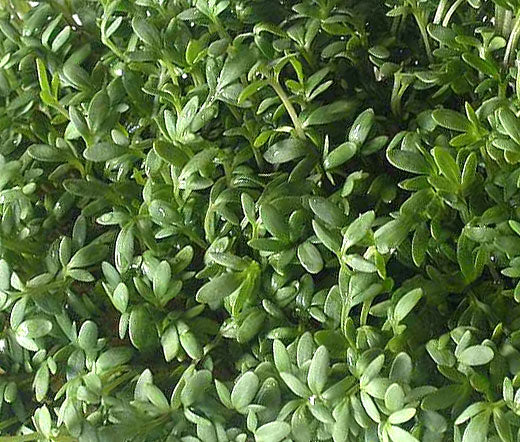 Cress Curled Peppergrass Non GMO Bulk Seeds - Lepidium Sativum