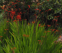 Crocosmia Zigzag Bulk Seeds - Crocosmia Paniculata Hybrida 2