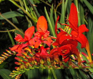 Crocosmia Zigzag Bulk Seeds - Crocosmia Paniculata Hybrida