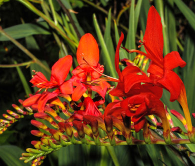 Crocosmia Zigzag Seeds - Crocosmia Paniculata Hybrida