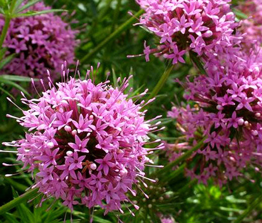 Crosswort Pretty Pink Bulk Seeds - Crucianella Phuopsis Stylosa