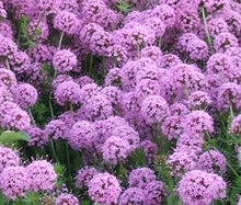 Crosswort Pretty Pink Bulk Seeds - Crucianella Phuopsis Stylosa 2