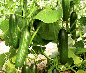 Cucumber Beit Alpha Organic Bulk Seeds - Cucumis Sativus