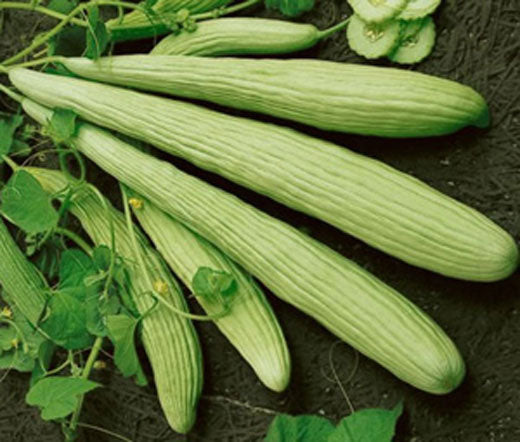 Cucumber Burpless Armenian Yard Long Non GMO Bulk Seeds - Cucumis Melo
