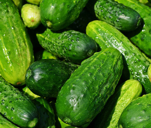 Cucumber National Pickling Non GMO Bulk Seeds - Cucumis Sativus