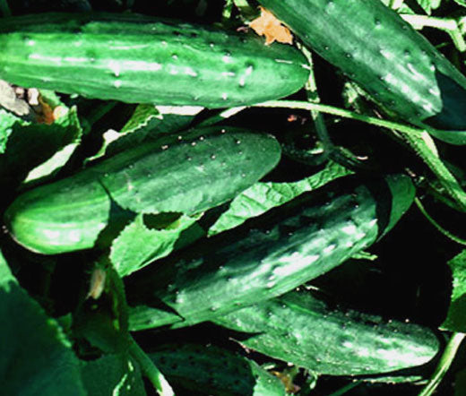 Cucumber Spacemaster Non GMO Bulk Seeds - Cucumis Sativus