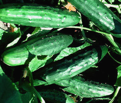 Cucumber Spacemaster Organic Bulk Seeds - Cucumis Sativus