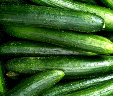 Cucumber Straight Eight Non GMO Seeds - Cucumis Sativus