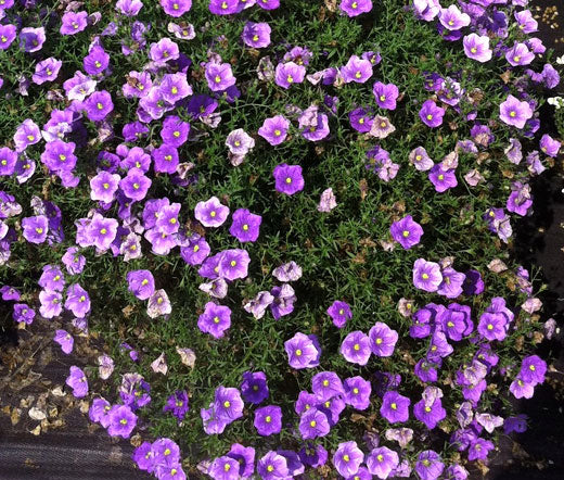 Cup Flower Purple Robe Bulk Seeds - Nierembergia Hippomanica