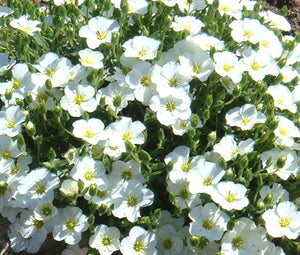 Cup Flower White Robe Seeds - Nierembergia Hippomanica