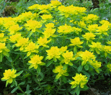 Cushion Spurge Bulk Seeds - Euphorbia Polychroma