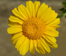 Daisy Garland Bulk Seeds - Chrysanthemum Coronarium 3