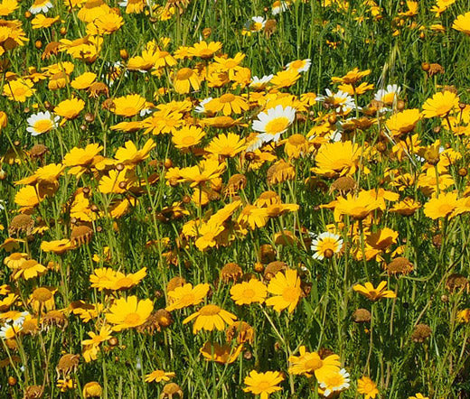 Daisy Garland Bulk Seeds - Chrysanthemum Coronarium Daisy Garland Non GMO Bulk Seeds - Chrysanthemum Coronarium