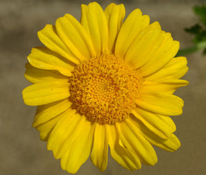 Daisy Garland Seeds - Chrysanthemum Coronarium 3