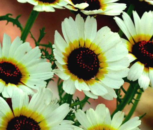 Daisy Painted Polar Star Bulk Seeds - Chrysanthemum Carinatum