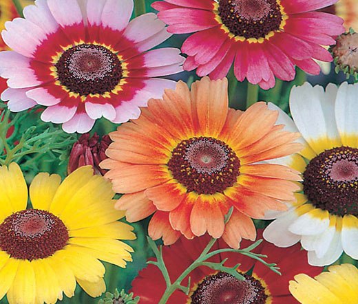 Daisy Painted Rainbow Mix Bulk Seeds - Chrysanthemum Carinatum