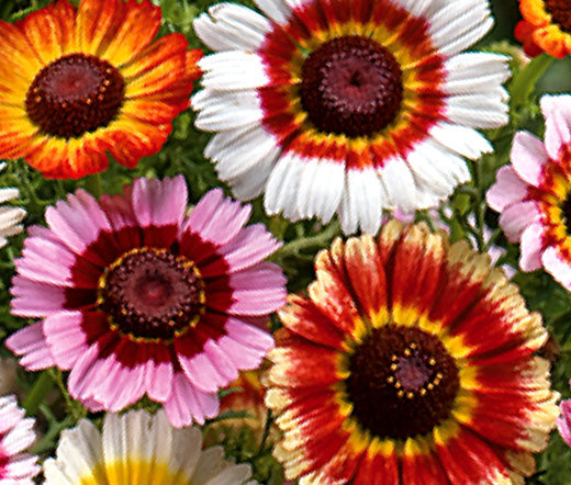 Daisy Painted Bulk Seeds - Chrysanthemum Carinatum