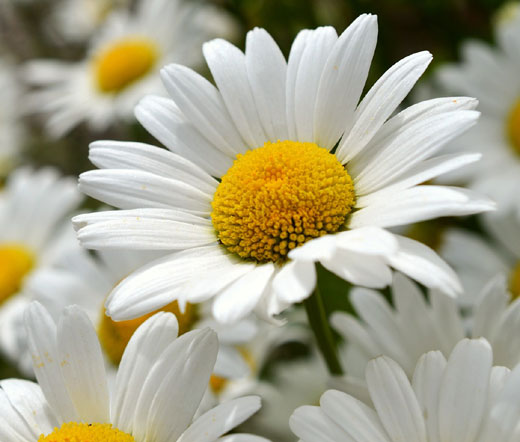 Daisy Shasta Seeds - Chrysanthemum Maximum