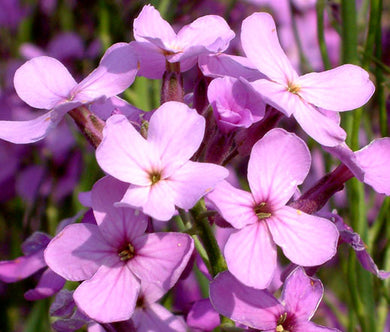 Dames Rocket Seeds - Hesperis Matronalis