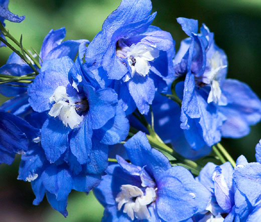 delphinium flower seeds Delphinium Blue Bird Seeds