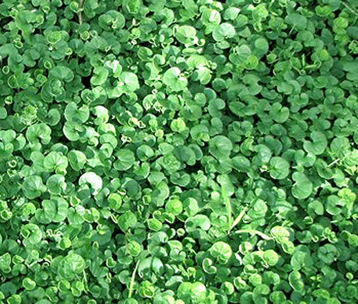 Dichondra Seeds