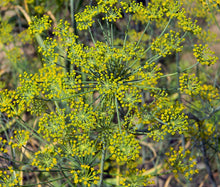 Dill Bouquet Non GMO Bulk Seeds - Anethum Graveolens 2
