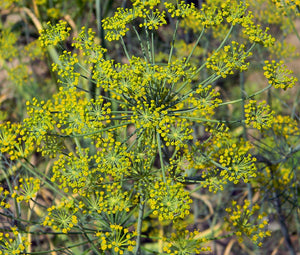 Dill Bouquet Non GMO Seeds - Anethum Graveolens 2