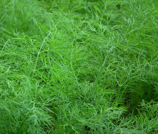 Dill Bouquet Non GMO Seeds - Anethum Graveolens